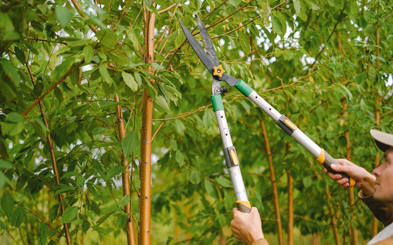Tree trimming in Indian Valley, VA